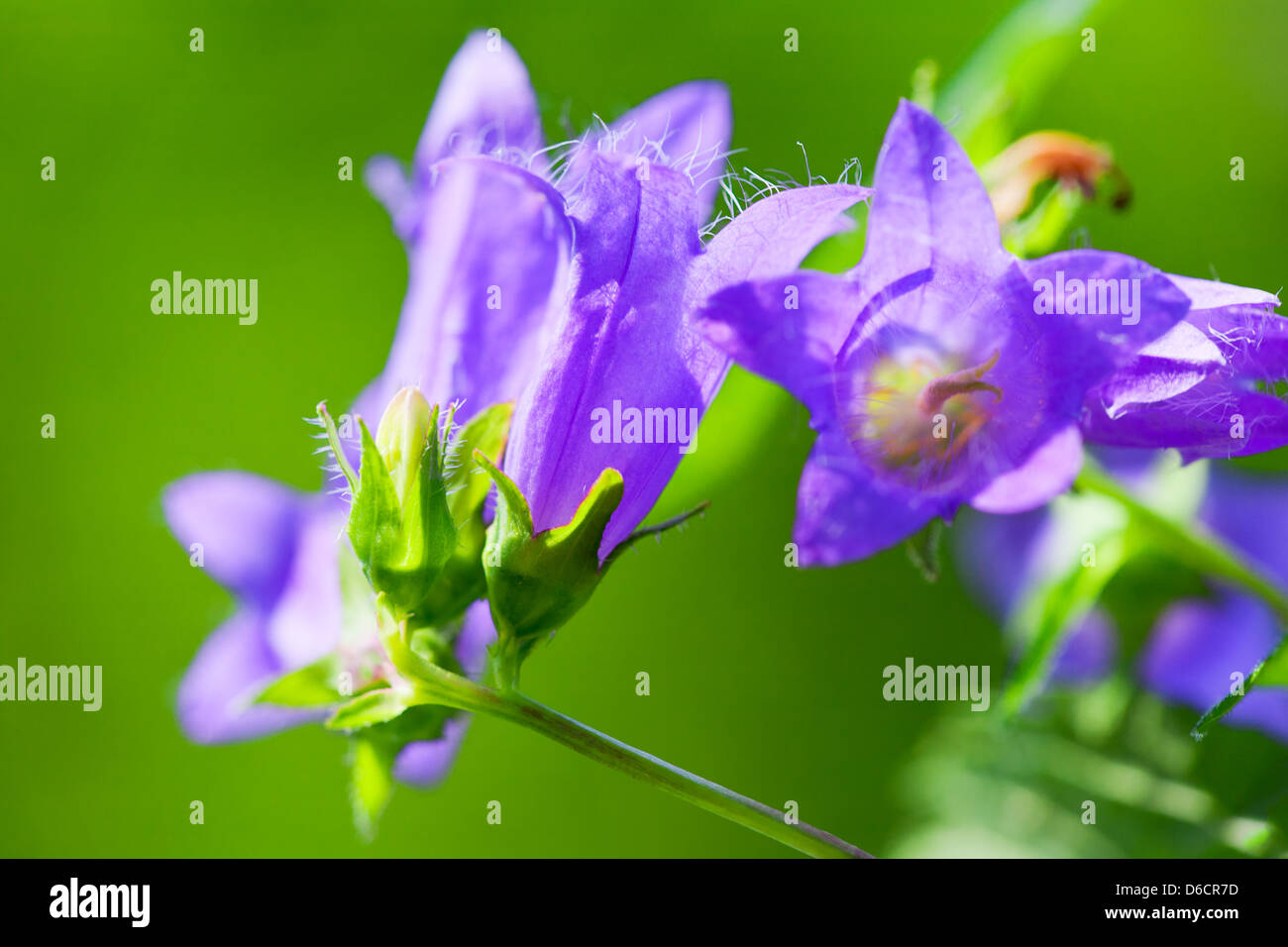 Purple wild flowers in summer meadow Stock Photo - Alamy