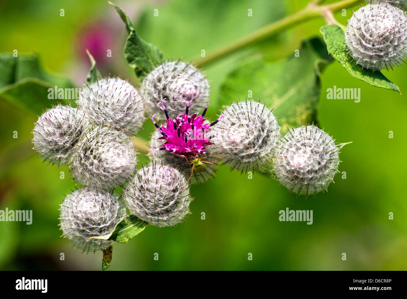 Wild plant grouped in sunny day Stock Photo