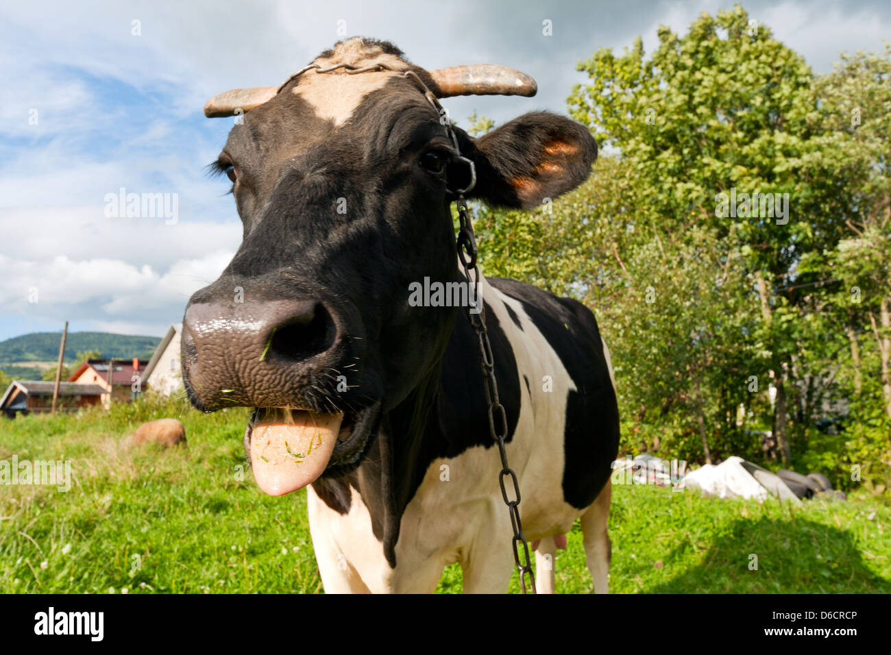 Close up of a funny cow Stock Photo - Alamy