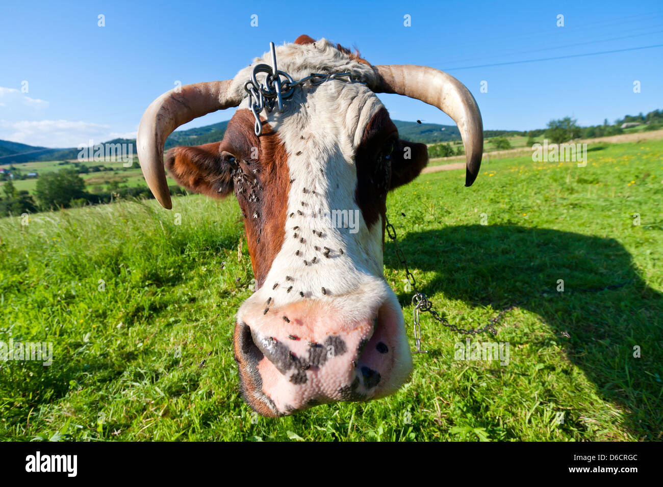 A brown and white dairy cow Stock Photo