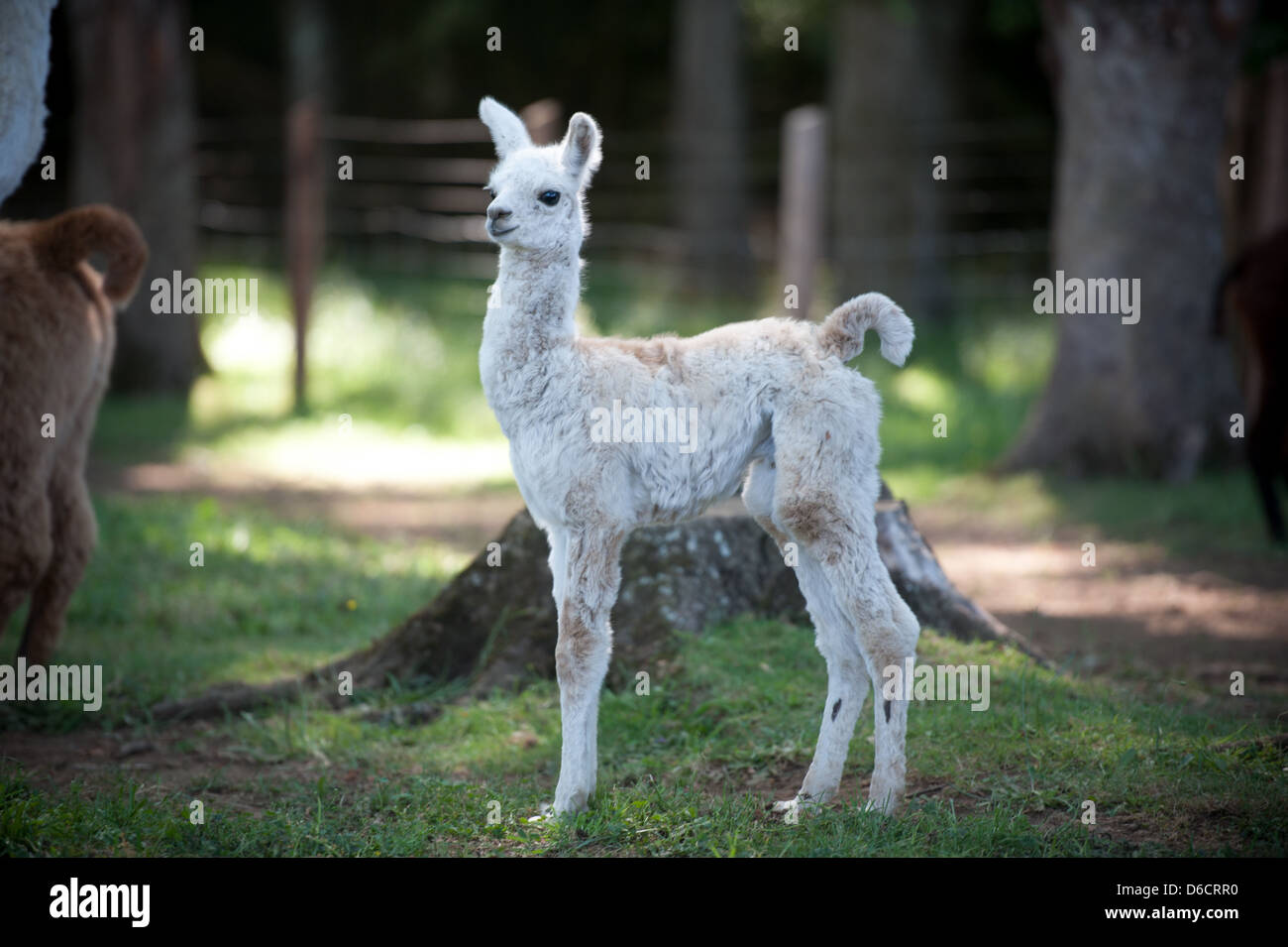 Baby llama at farm near Temuco in Chile  Stock Photo