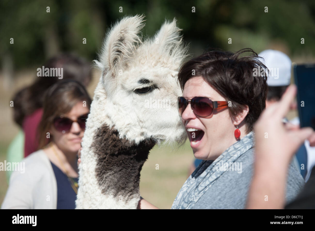 Tourist hugging llama at llama and alpaca breeding farm located near Temuco in Chile  Stock Photo