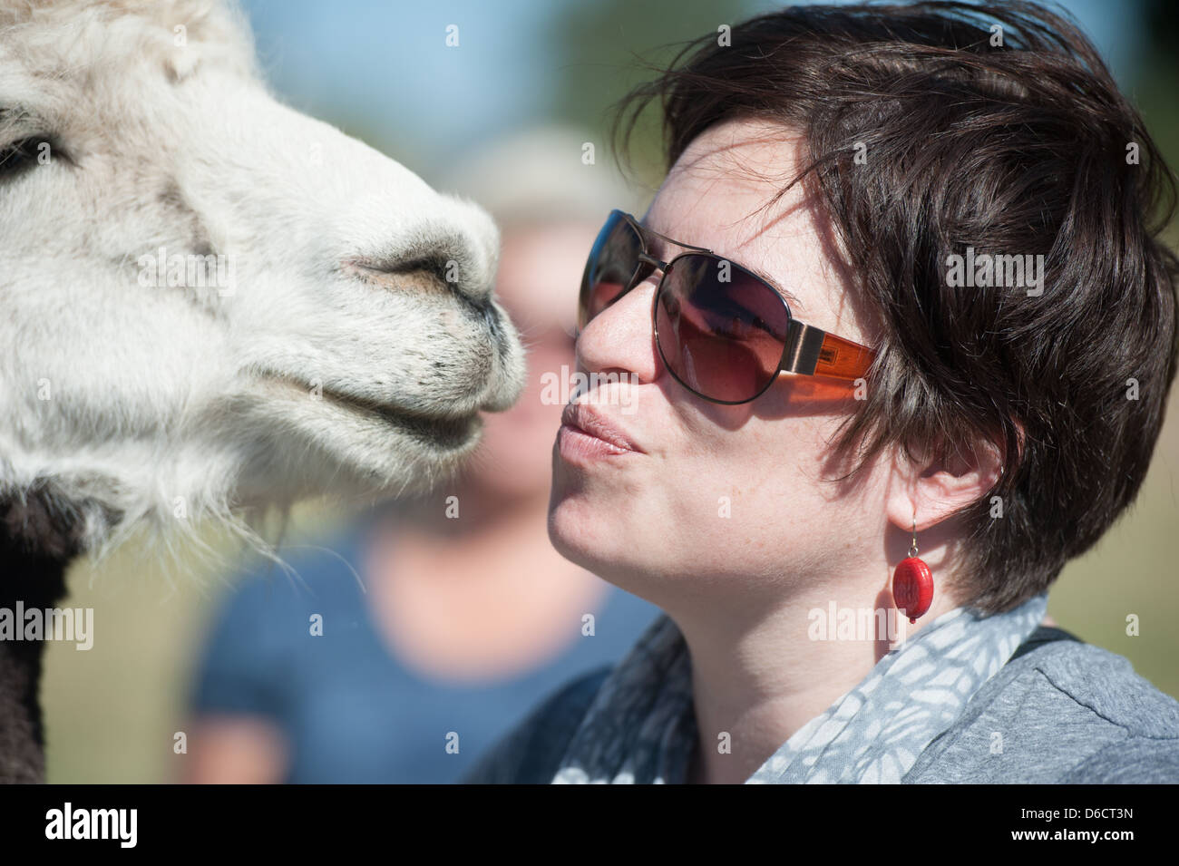 Tourist kissing llama at llama and alpaca breeding farm located near Temuco in Chile  Stock Photo