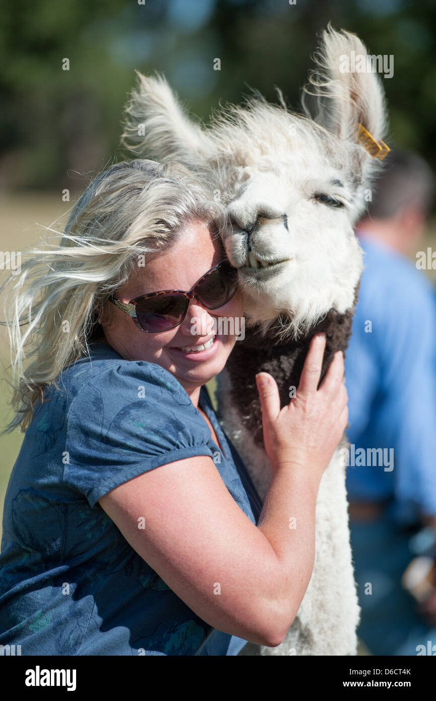 Tourist hugging llama at llama and alpaca breeding farm located near Temuco in Chile  Stock Photo