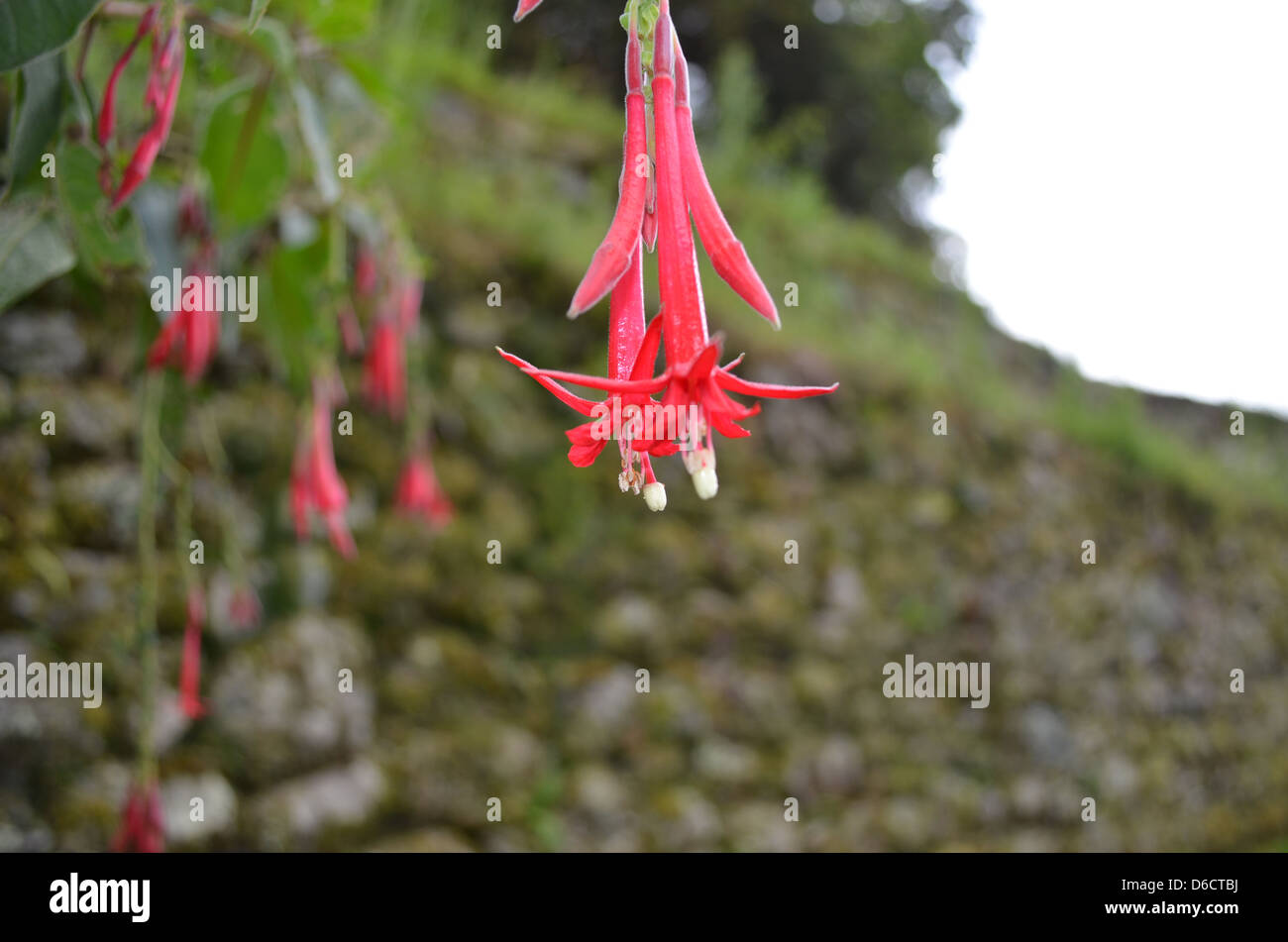 The Cantuta flower, the national flower of Peru, at Machu Picchu Stock Photo