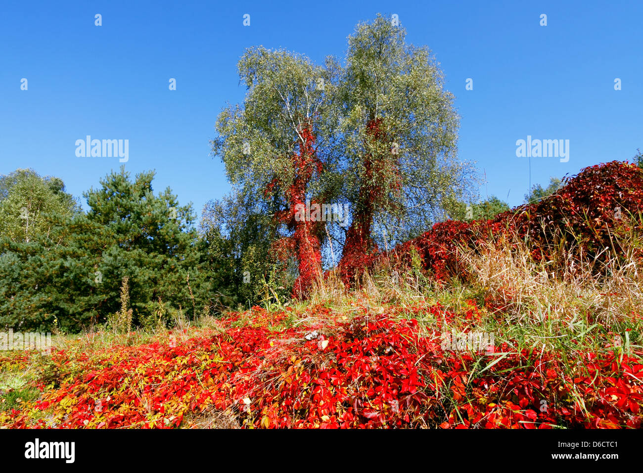 Vibrant natural colors hi-res stock photography and images - Alamy