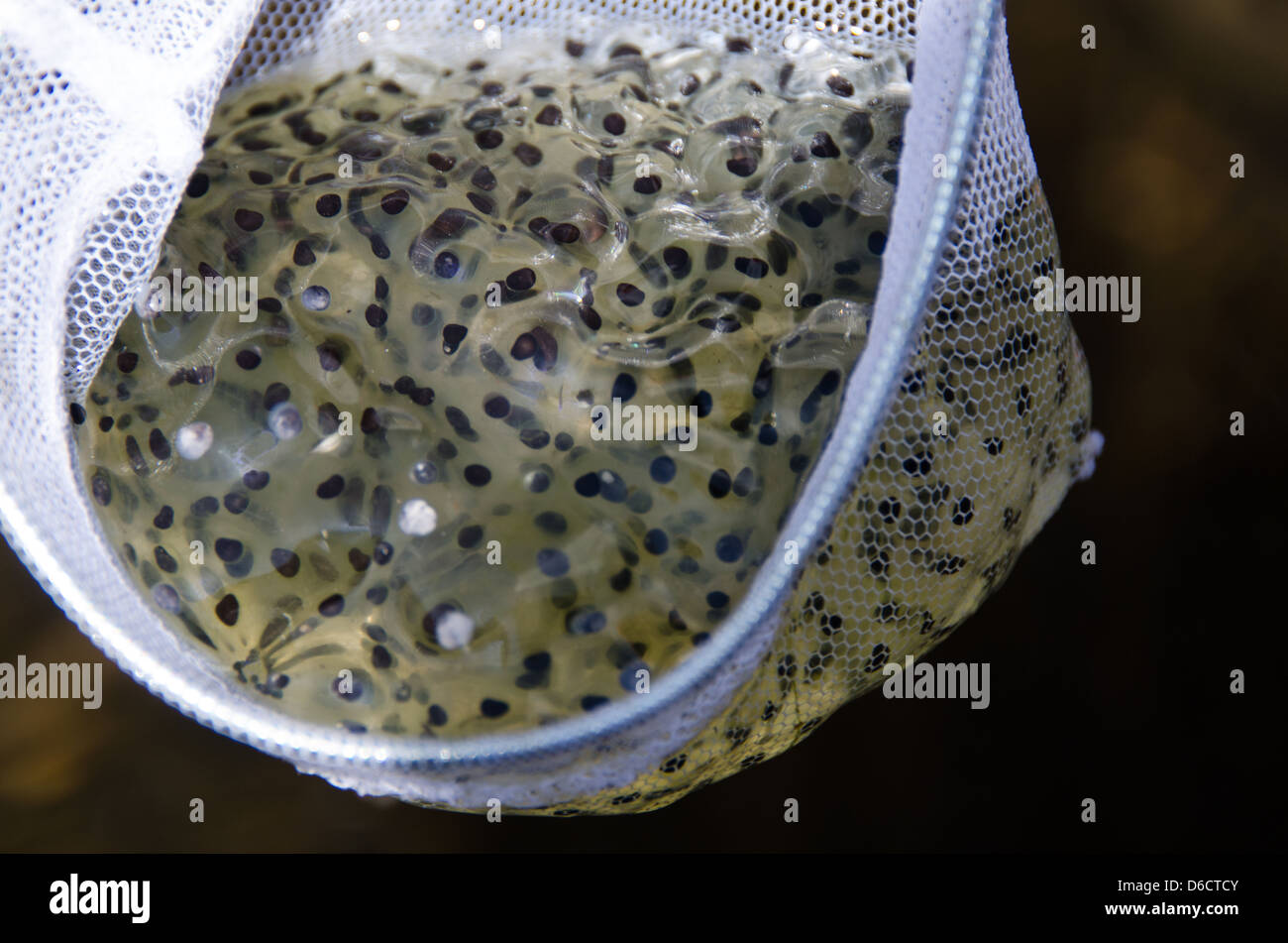 White Mesh Dip Net Holding A Mass Of Frogs Eggs Stock Photo - 