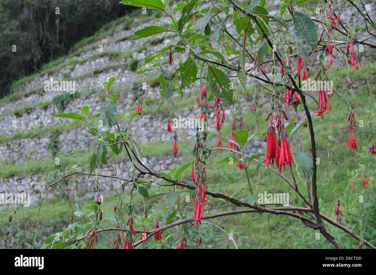 The Cantuta flower, the national flower of Peru, at Machu Picchu Stock Photo