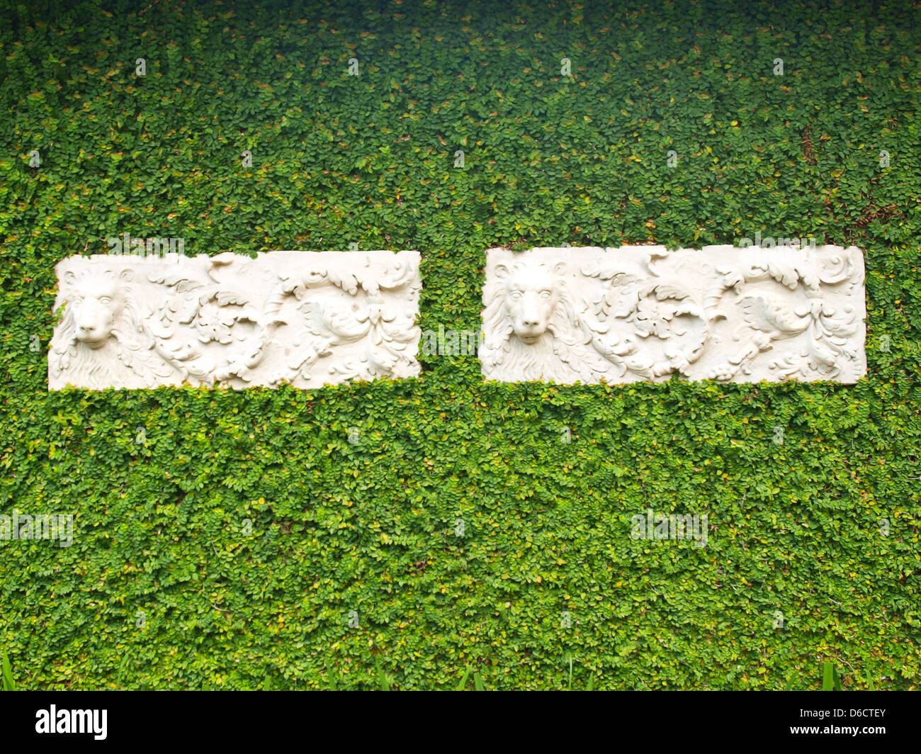 Couple of floral White stucco on green creeper plant covering wall with leaves Stock Photo