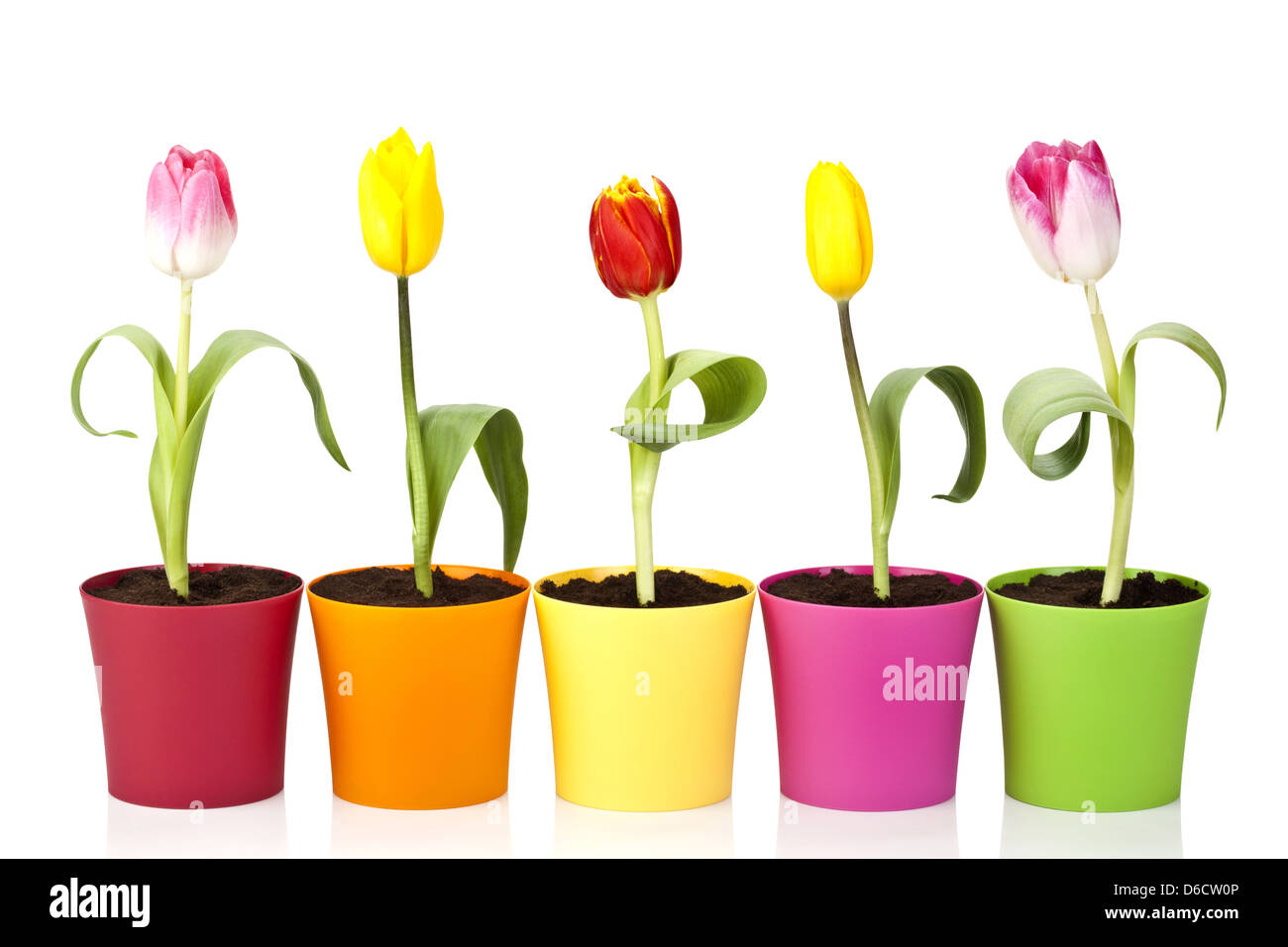 Colourful tulip flowers Stock Photo