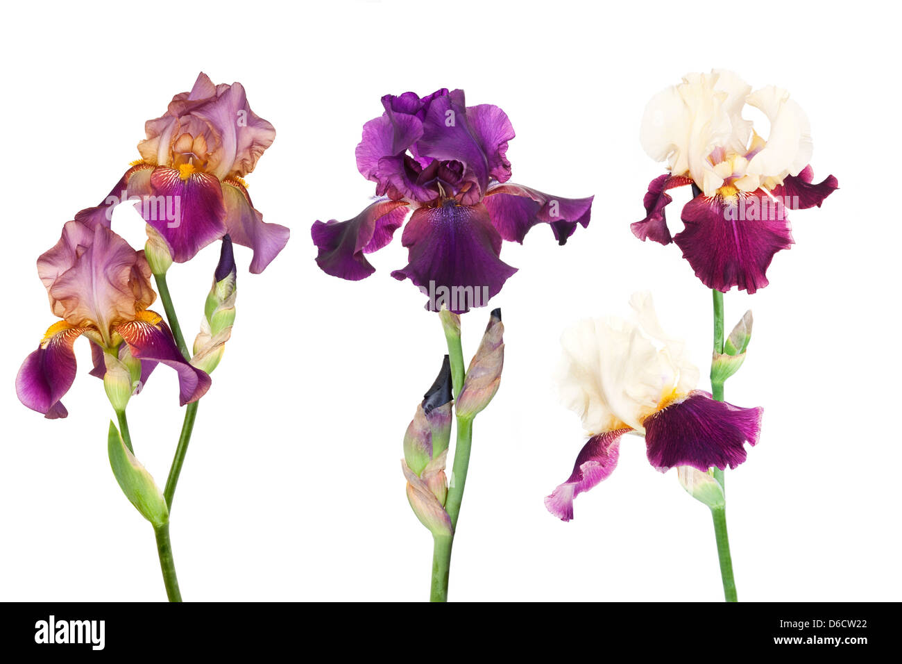Three Irises High Resolution Stock Photography and Images   Alamy