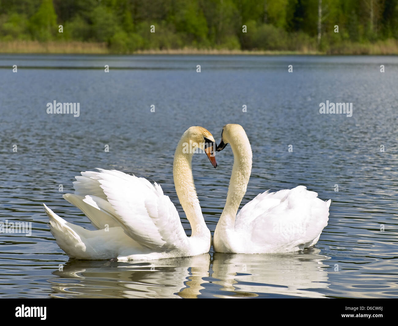 Swans in love Stock Photo