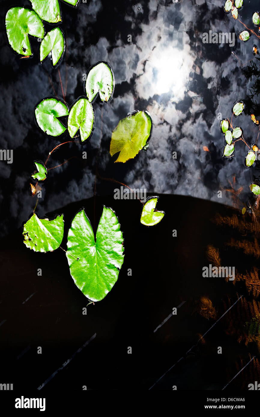 A view of young water lily plant leaves floating on a dark pond with the sun and clouds reflected on the surface of the water. Stock Photo