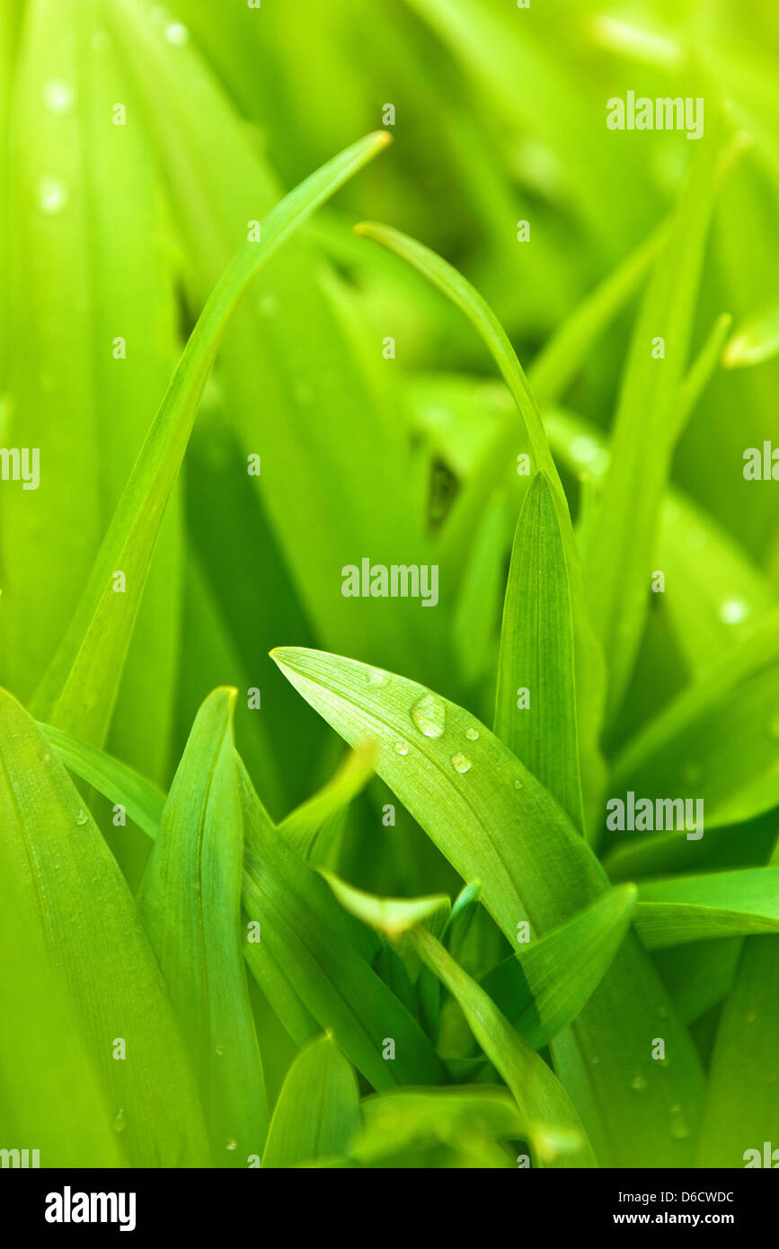Green grass of nature hi-res stock photography and images - Alamy