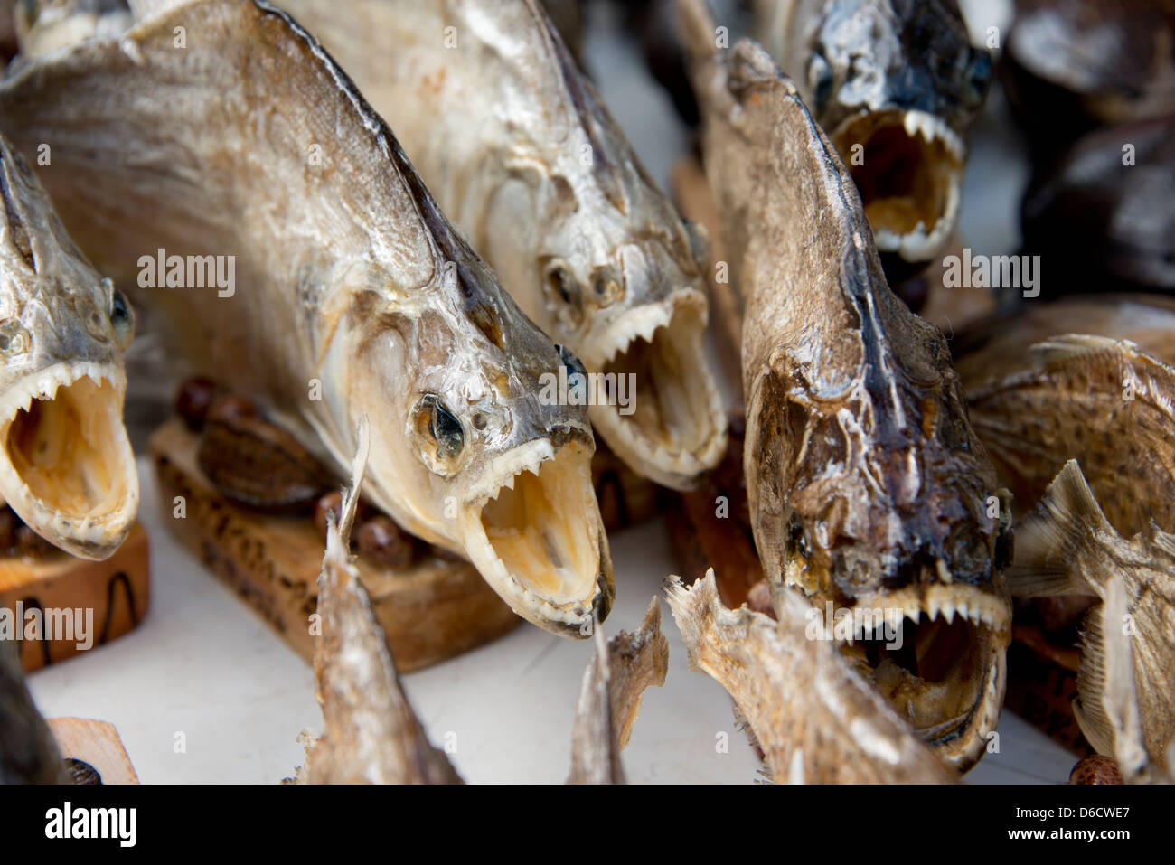 Brazil, Amazon, Alter Do Chao. Typical stuffed souvenir piranha showing sharp teeth. Stock Photo