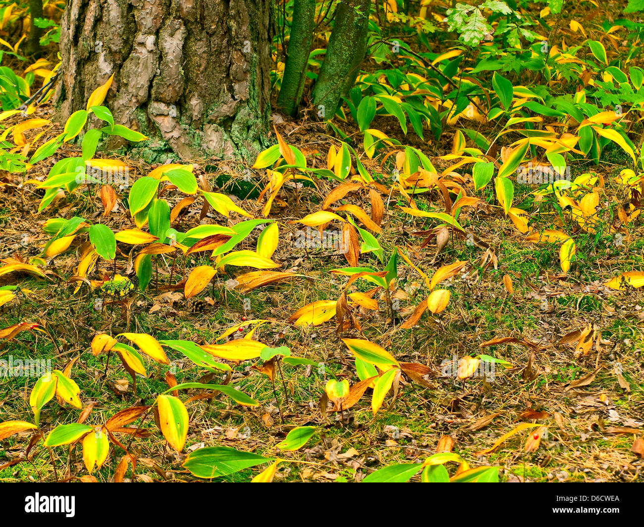 autumn lily of the valley Stock Photo Alamy