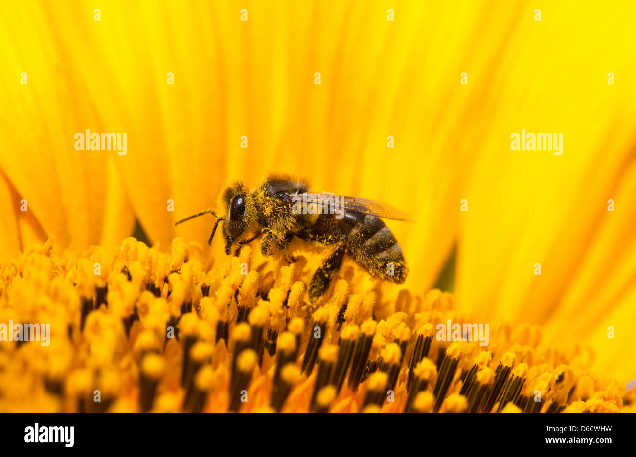 Closeup bee on flower collects nectar Stock Photo