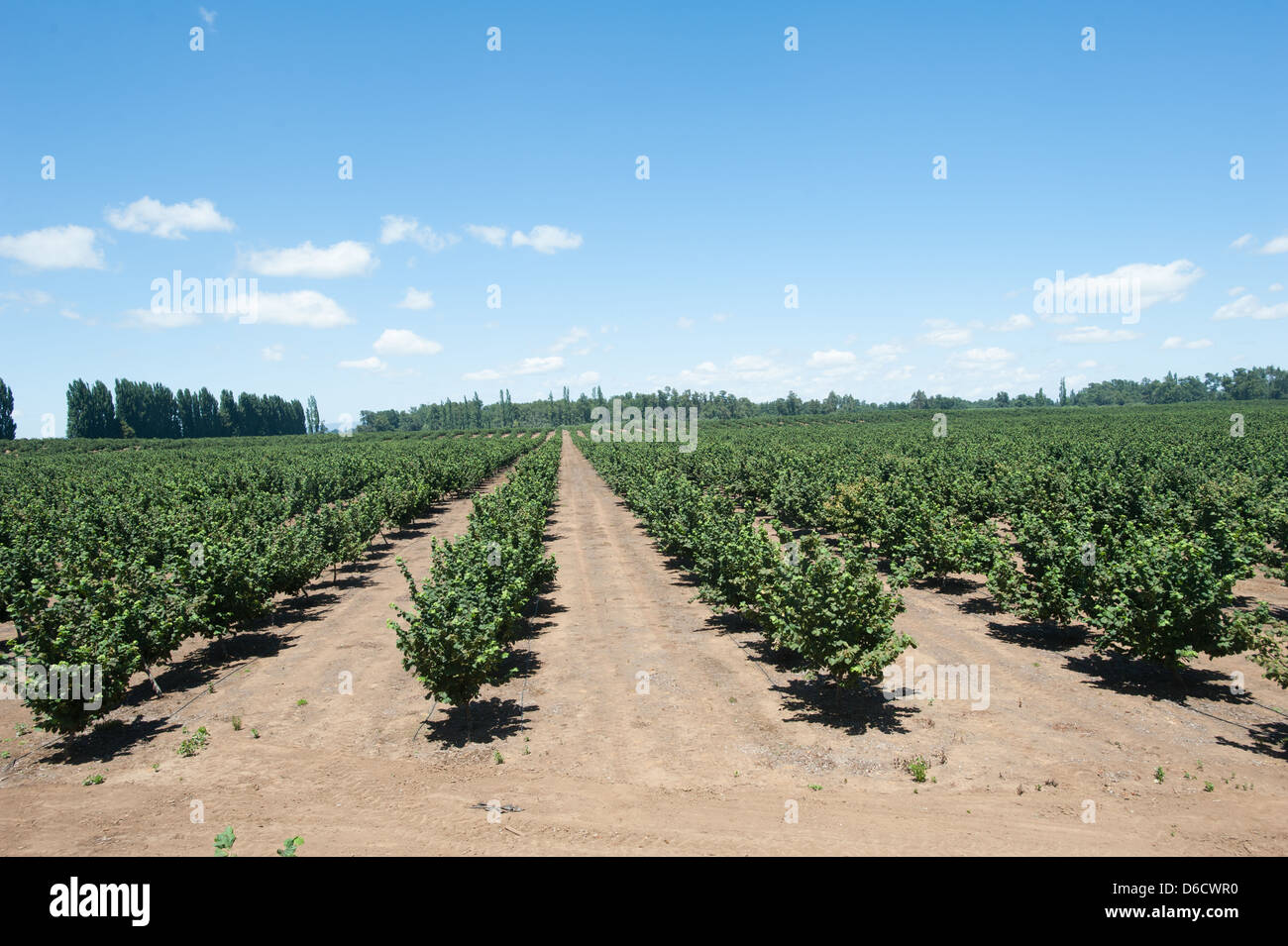 Trees and hazelnuts in hazelnut plantation in Temuco, Chile Stock Photo