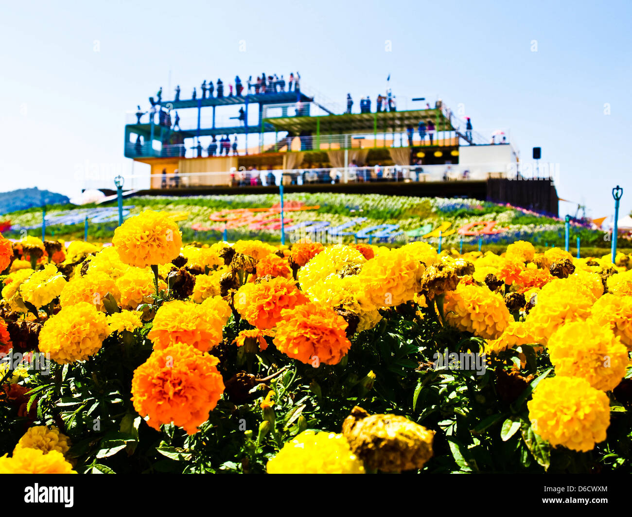 Marigold flower (Tagetes patula L.) garden with the building background Stock Photo