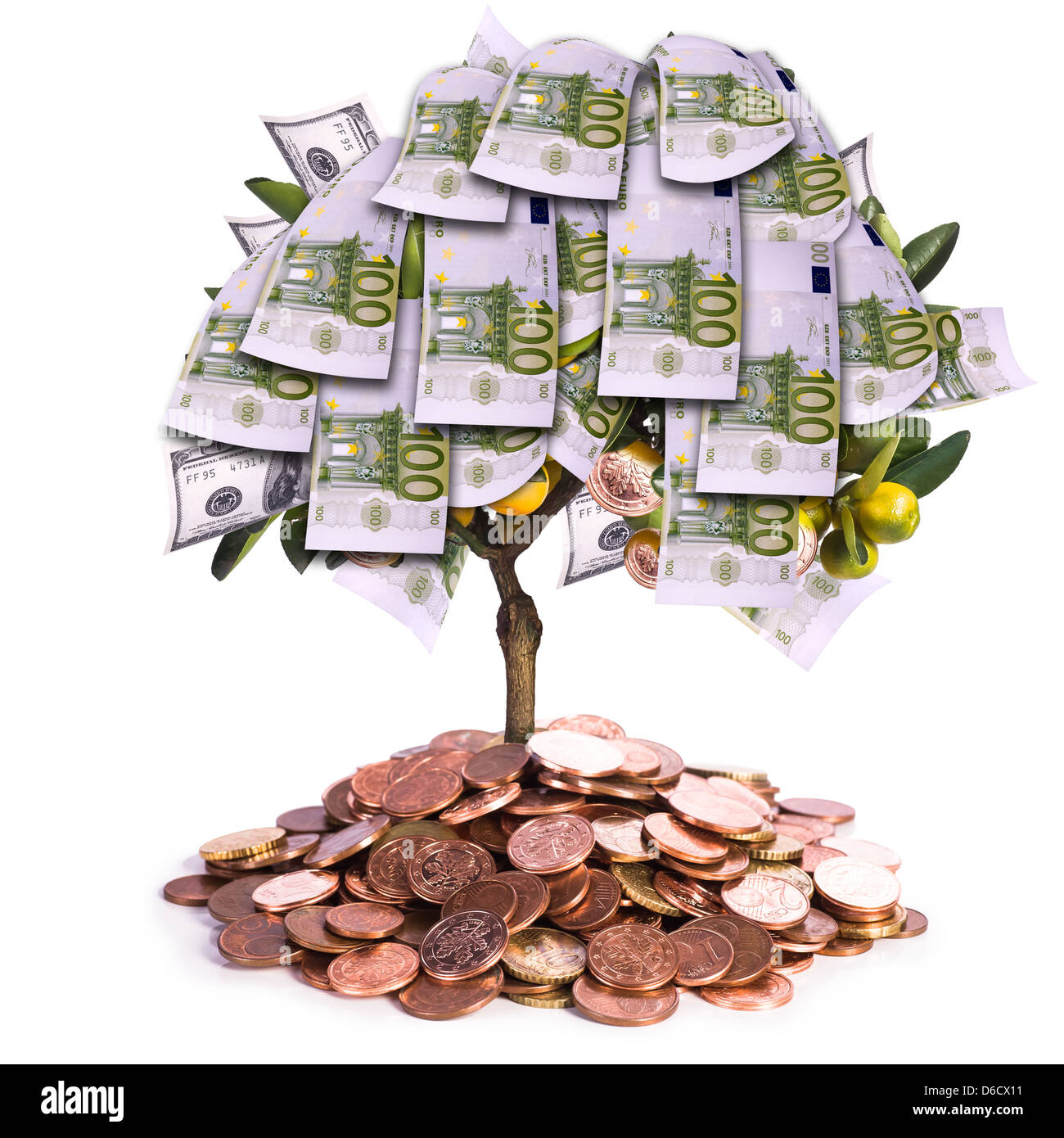Money tree Stock Photo