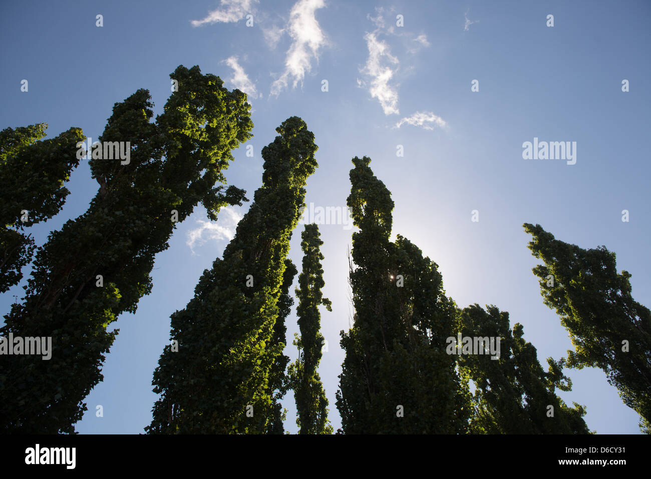 Tall shrub trees against blue sky Stock Photo