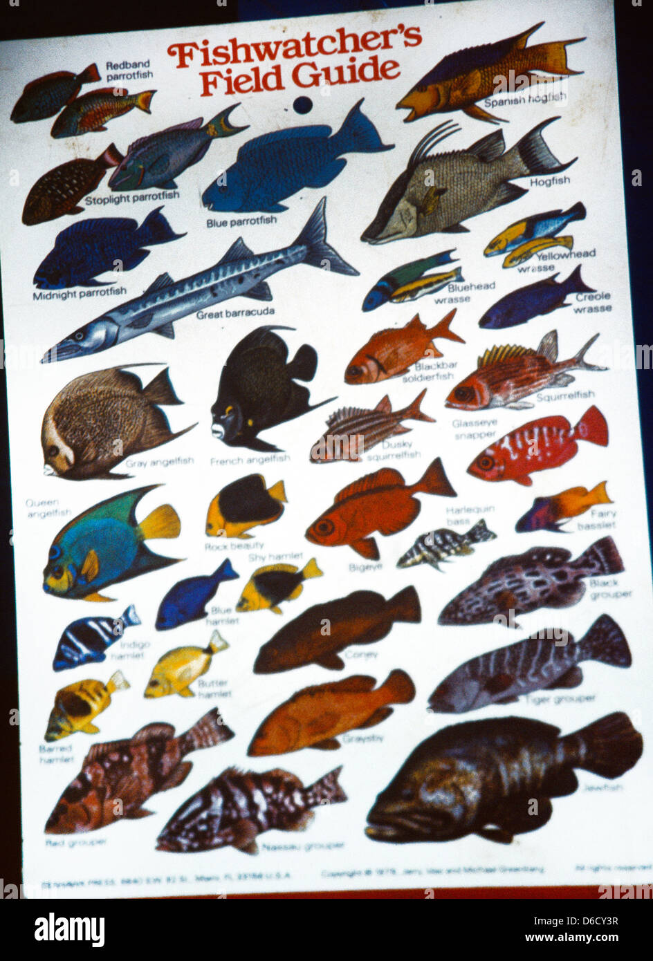 Tobago Trinidad Fish Field Guide Stock Photo Alamy tobago-trinidad-fish-field-guide-stock-photo-alamy