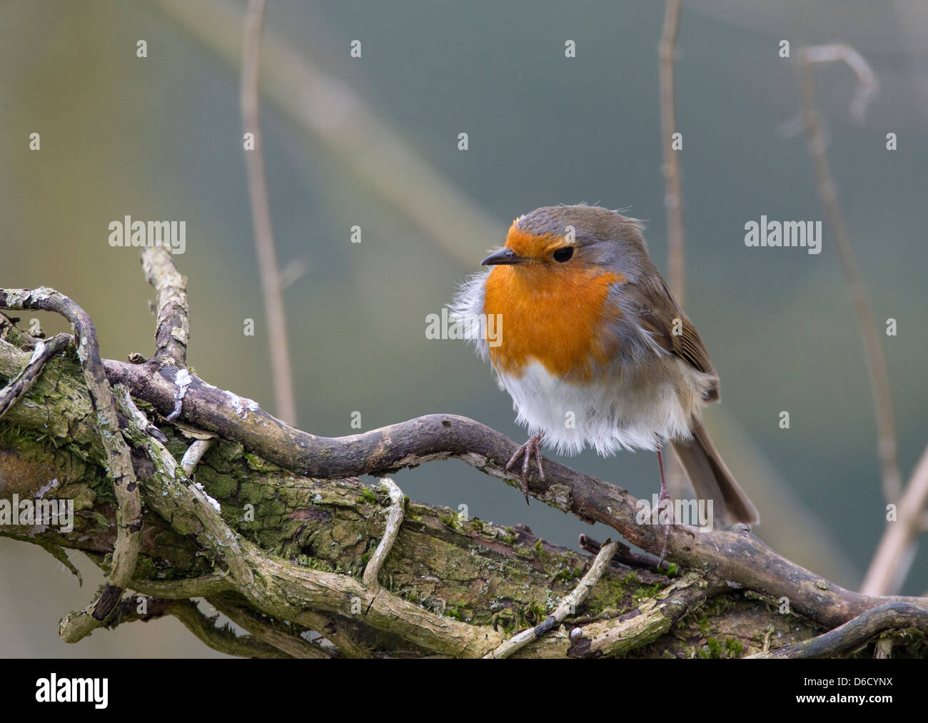 European robin (Erythacus rubecula) sitting on a branch on a cold windy day with its feathers puffed up against the weather Stock Photo
