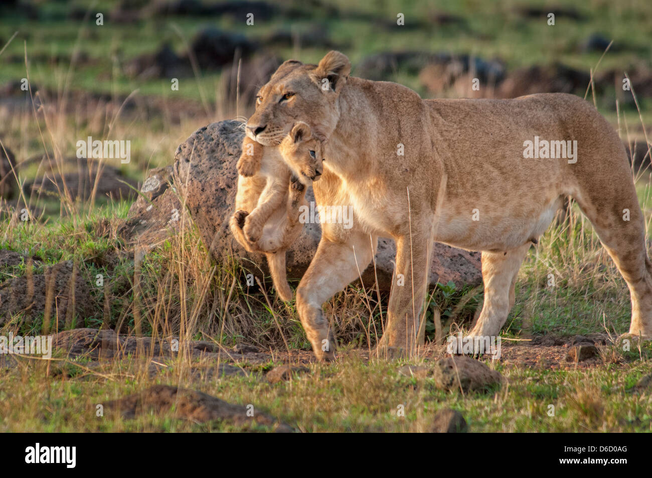 Lioness, Panthera Leo, carrying a cub in her mouth, Masai Mara National Reserve, Kenya, Africa Stock Photo