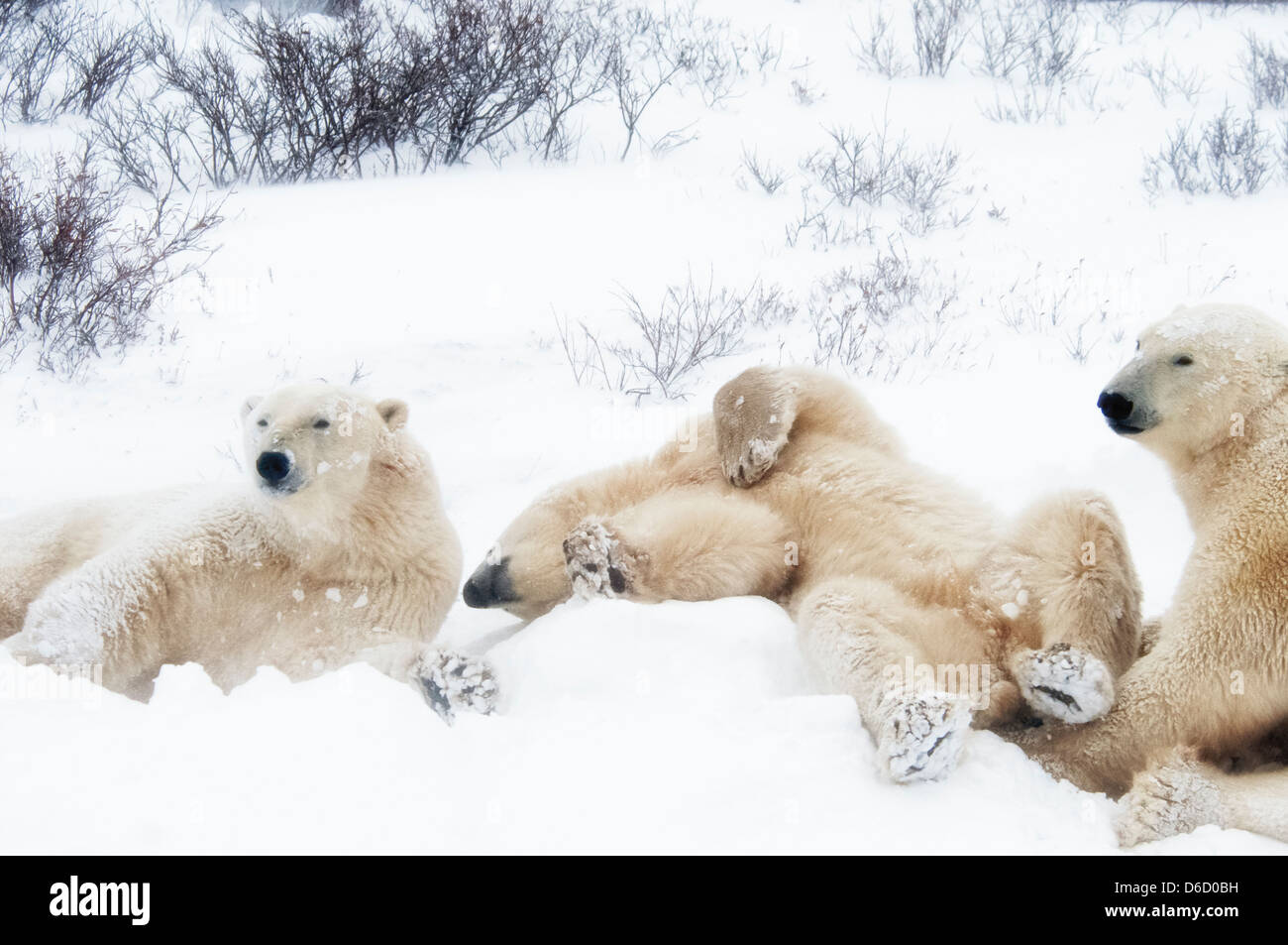 Three young Polar Bears, Ursus maritimus, hanging around together, Wapusk National Park, near Hudson Churchill, Manitoba, Canada Stock Photo