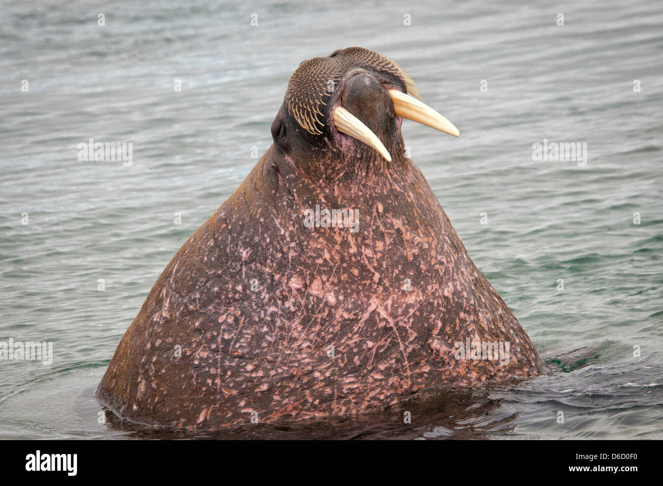 Walrus, Odobenus rosmarus, in the water, Torelineset, Svalbard Archipelago, Norway Stock Photo