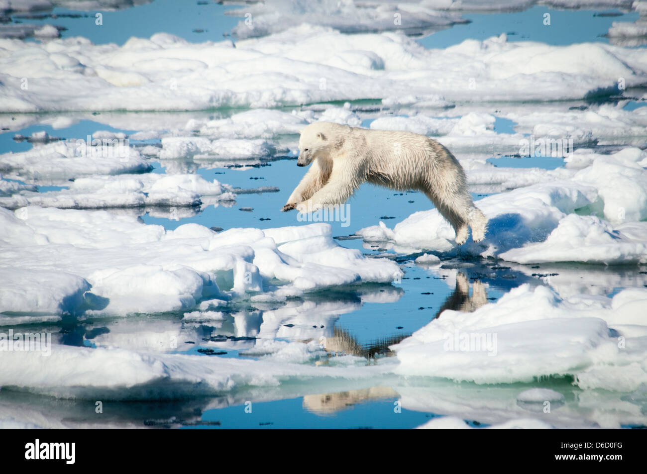 Polar Bear, Ursus maritimus, leaping over melting ice in the Olgastretet Pack Ice, Svalbard Archipelago, Norway Stock Photo