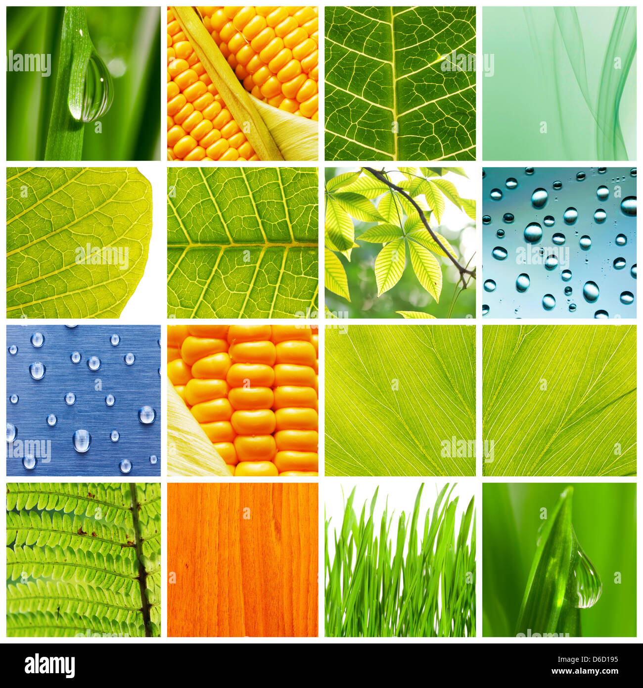 Green fern collage hi-res stock photography and images - Alamy