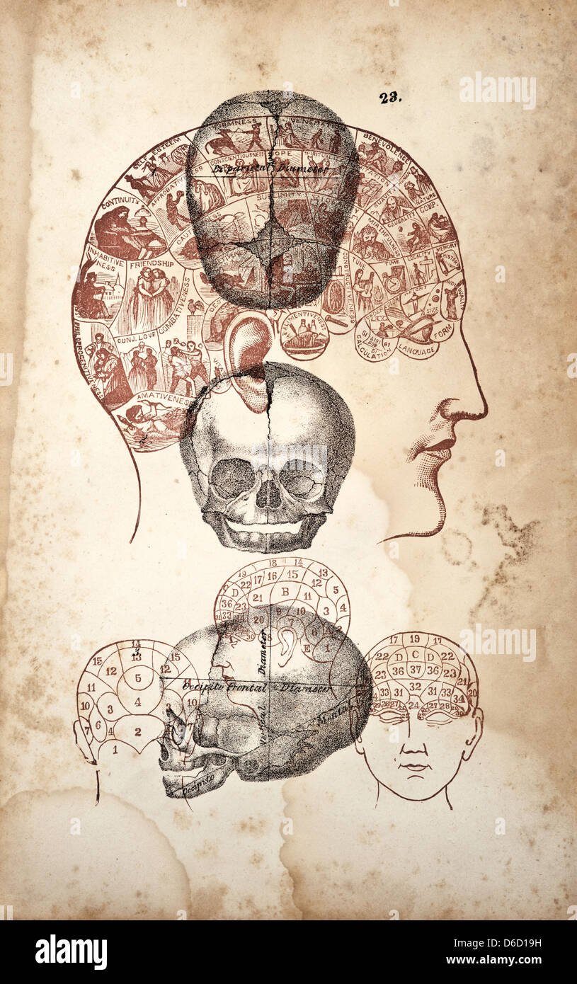 Phrenology: 'Science!' A digital compilation of skulls and phrenology head map. Stock Photo
