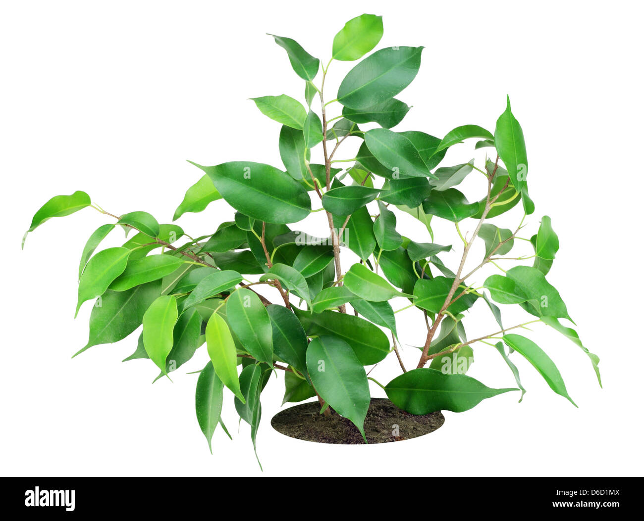 Favourite indoor plant Ficus on bed Stock Photo