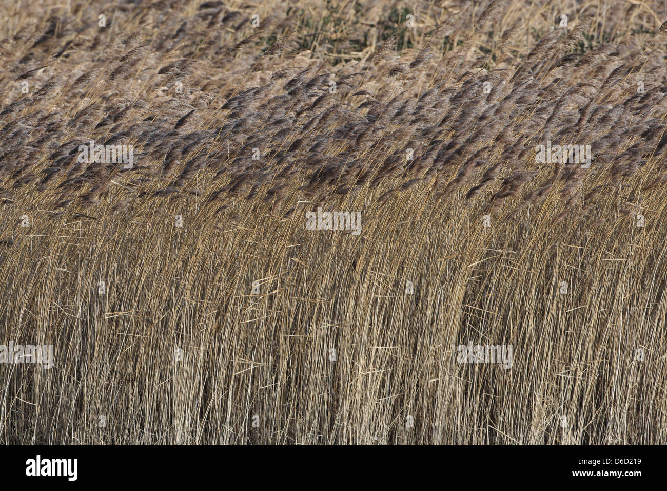 Reed bed technology hires stock photography and images Alamy
