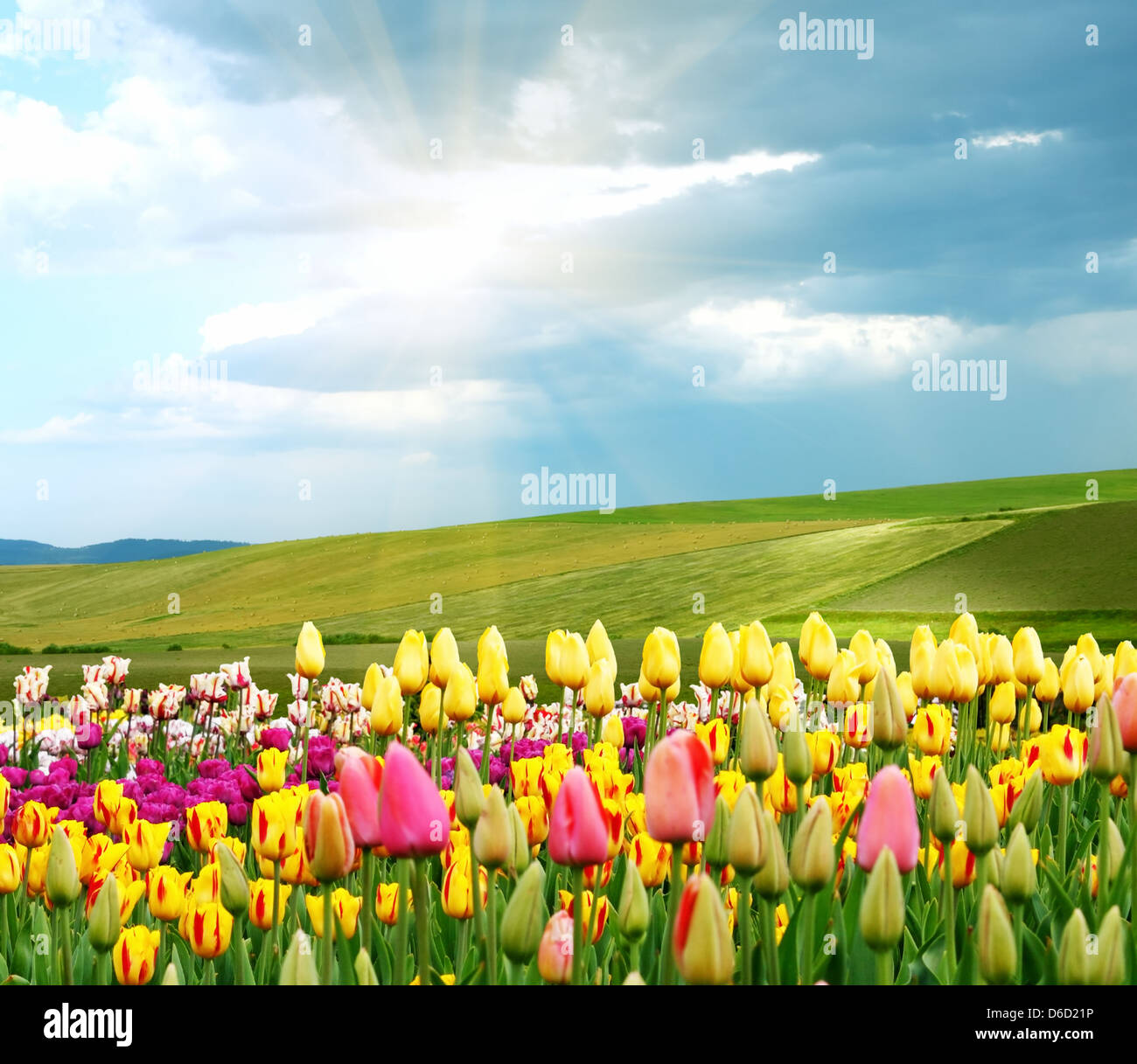 Springtime Stock Photo