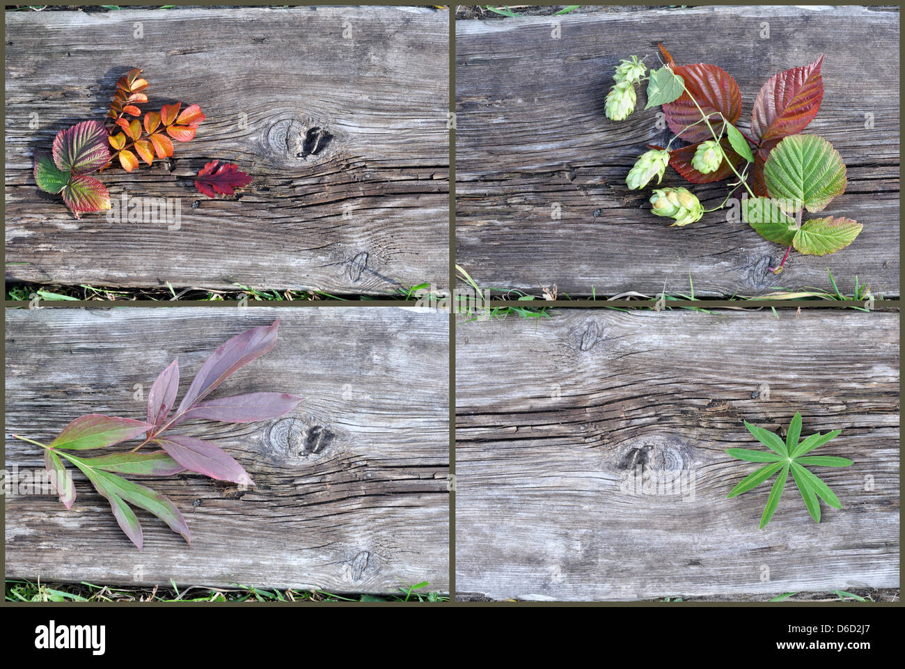 Plants on an old wooden board Stock Photo
