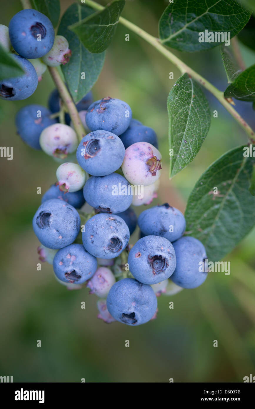 Blueberry bushes hires stock photography and images Alamy