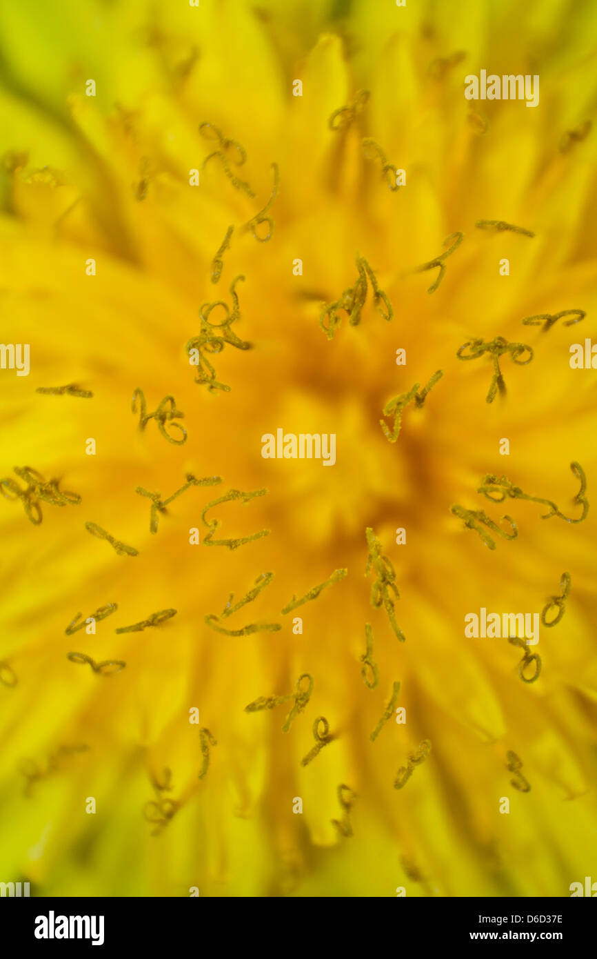 Close up macro dandelion hi-res stock photography and images - Alamy