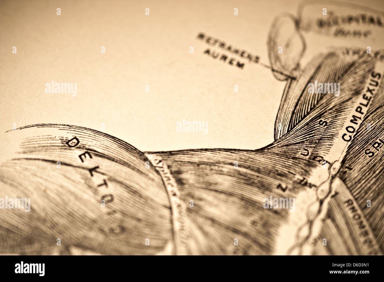 Antique illustration showing the muscles of the neck & shoulder. Stock Photo