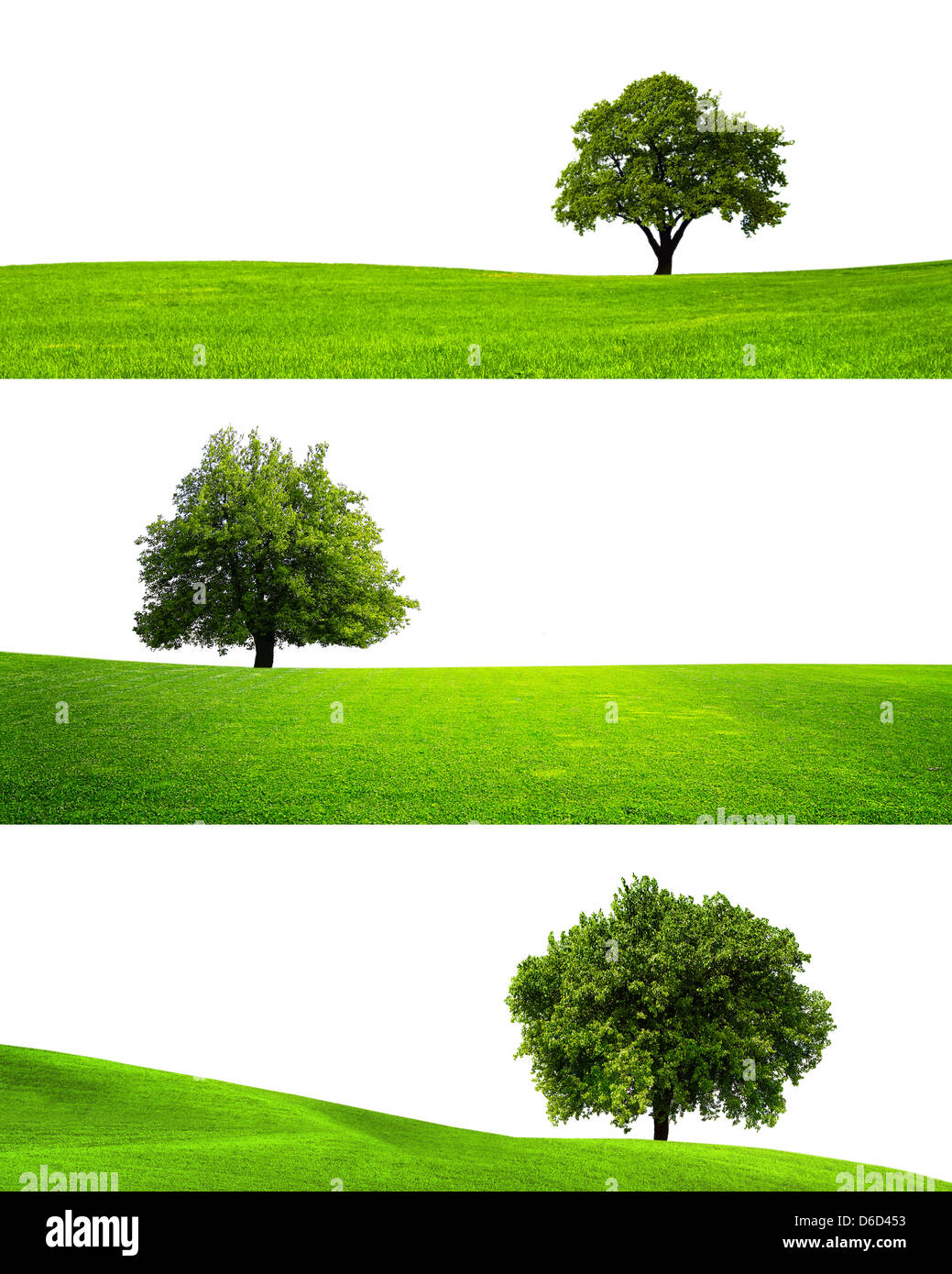 Collection of isolated green tree Stock Photo - Alamy