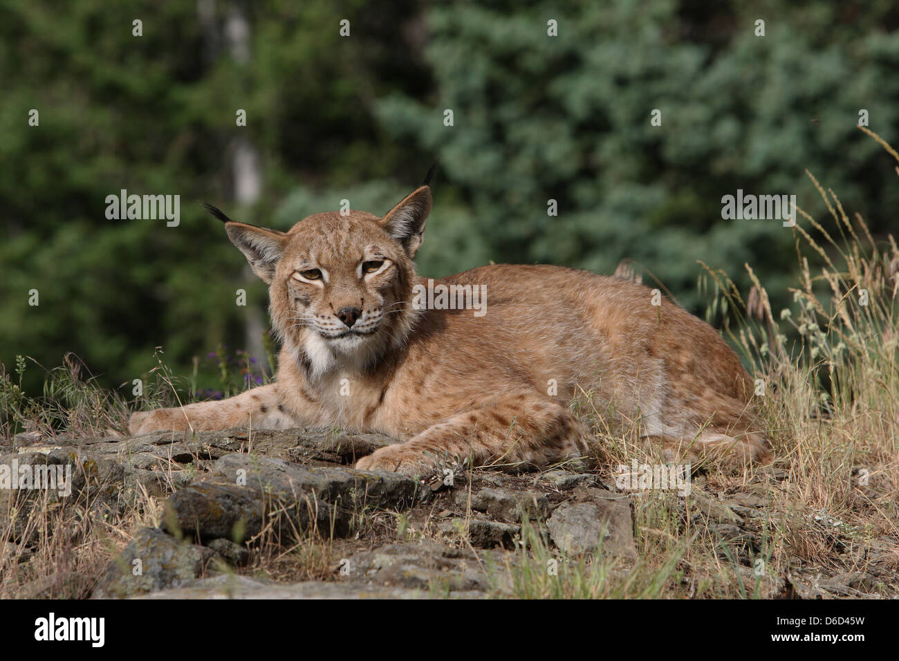 Lynx born hi-res stock photography and images - Alamy