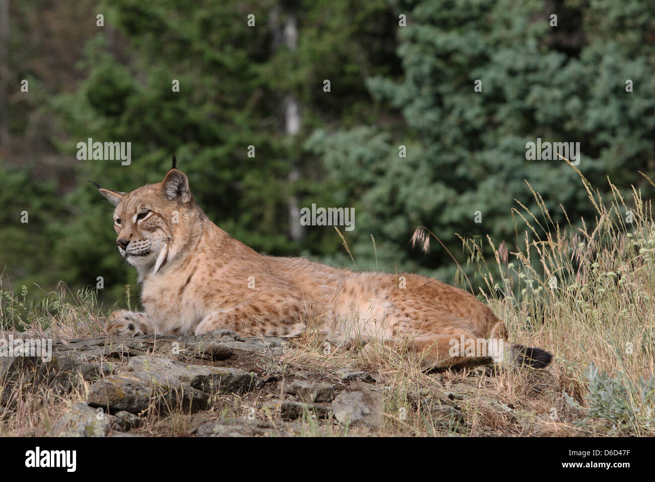 Savannah Lynx High Resolution Stock Photography and Images - Alamy
