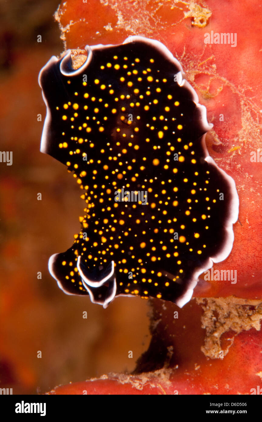 A marine flatworm from the genus Acanthozoon or Thysanozoon crawls on a red sponge Stock Photo