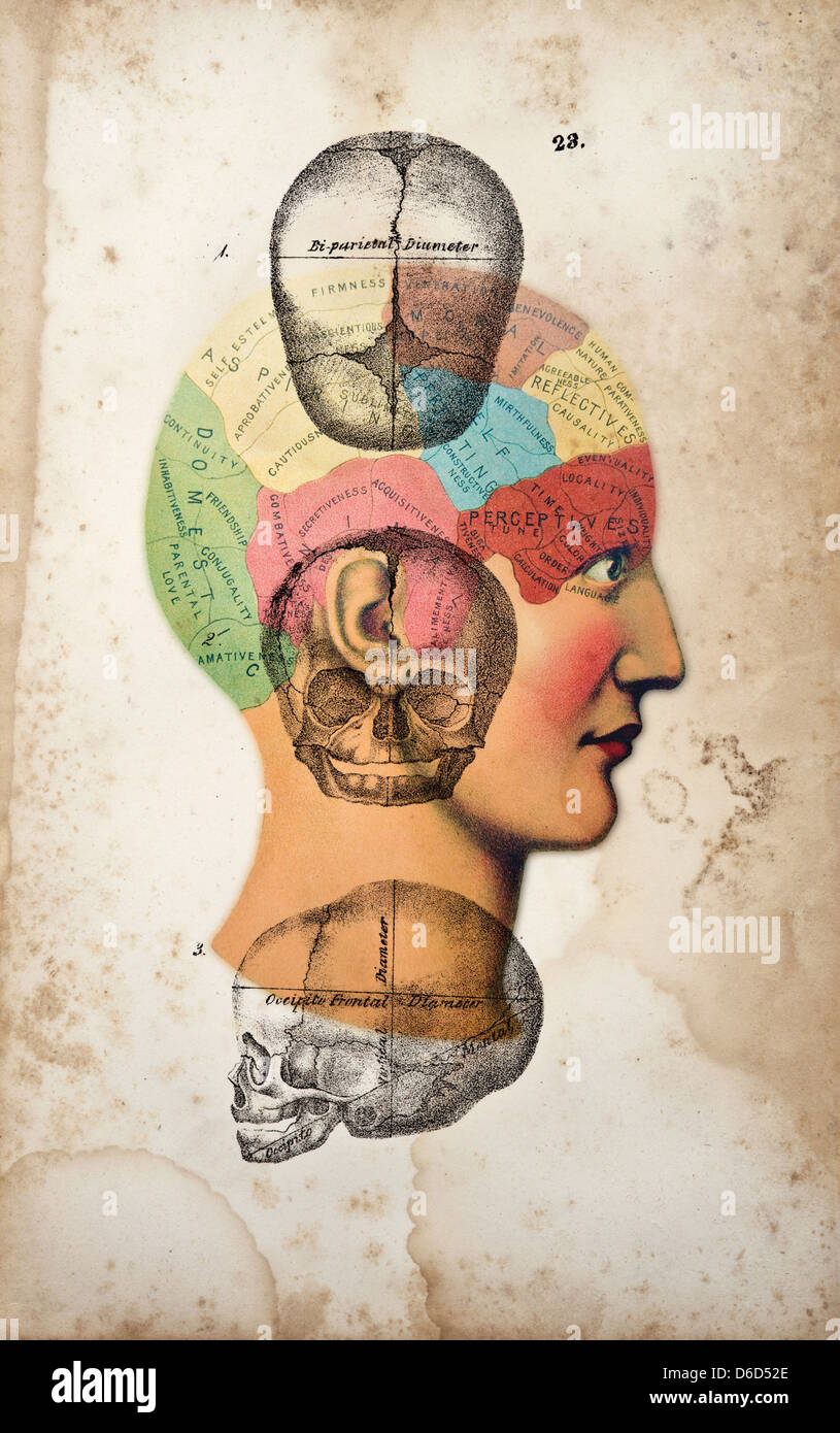 The art and science of Phrenology. Stock Photo