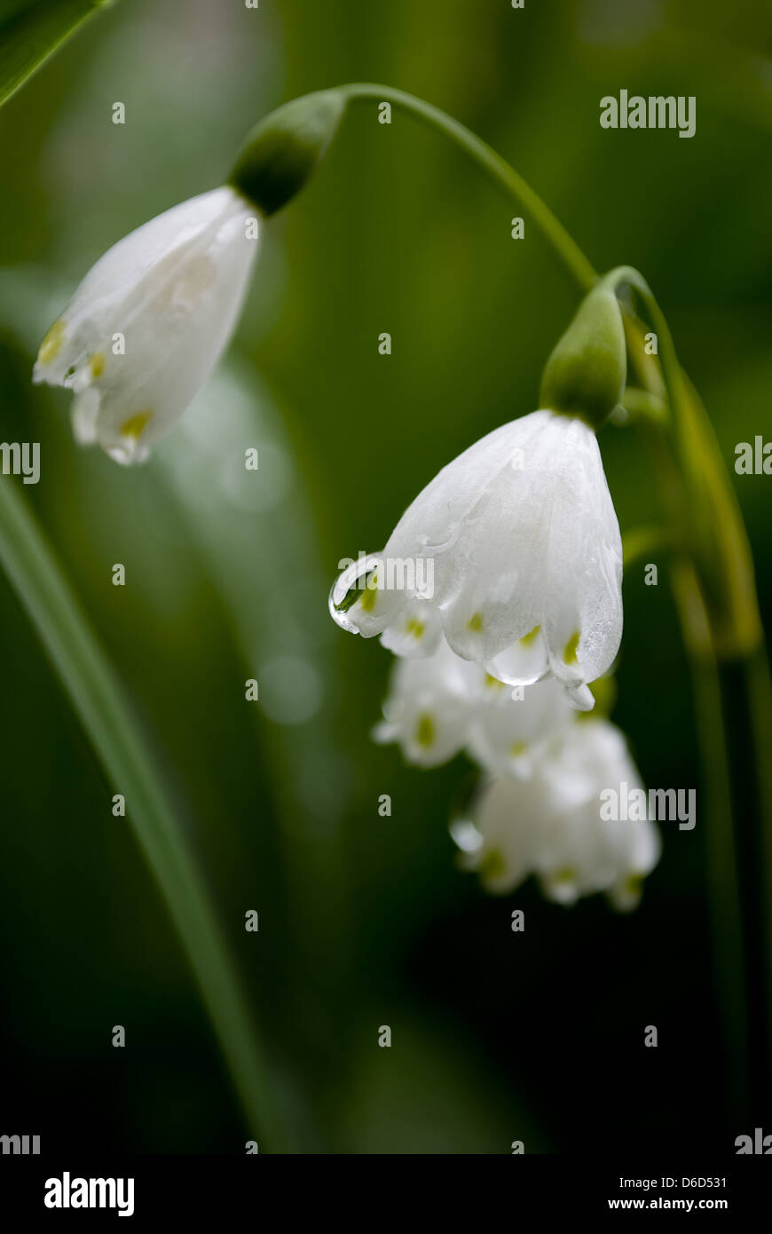 Lilly of the valley detail hi-res stock photography and images - Alamy