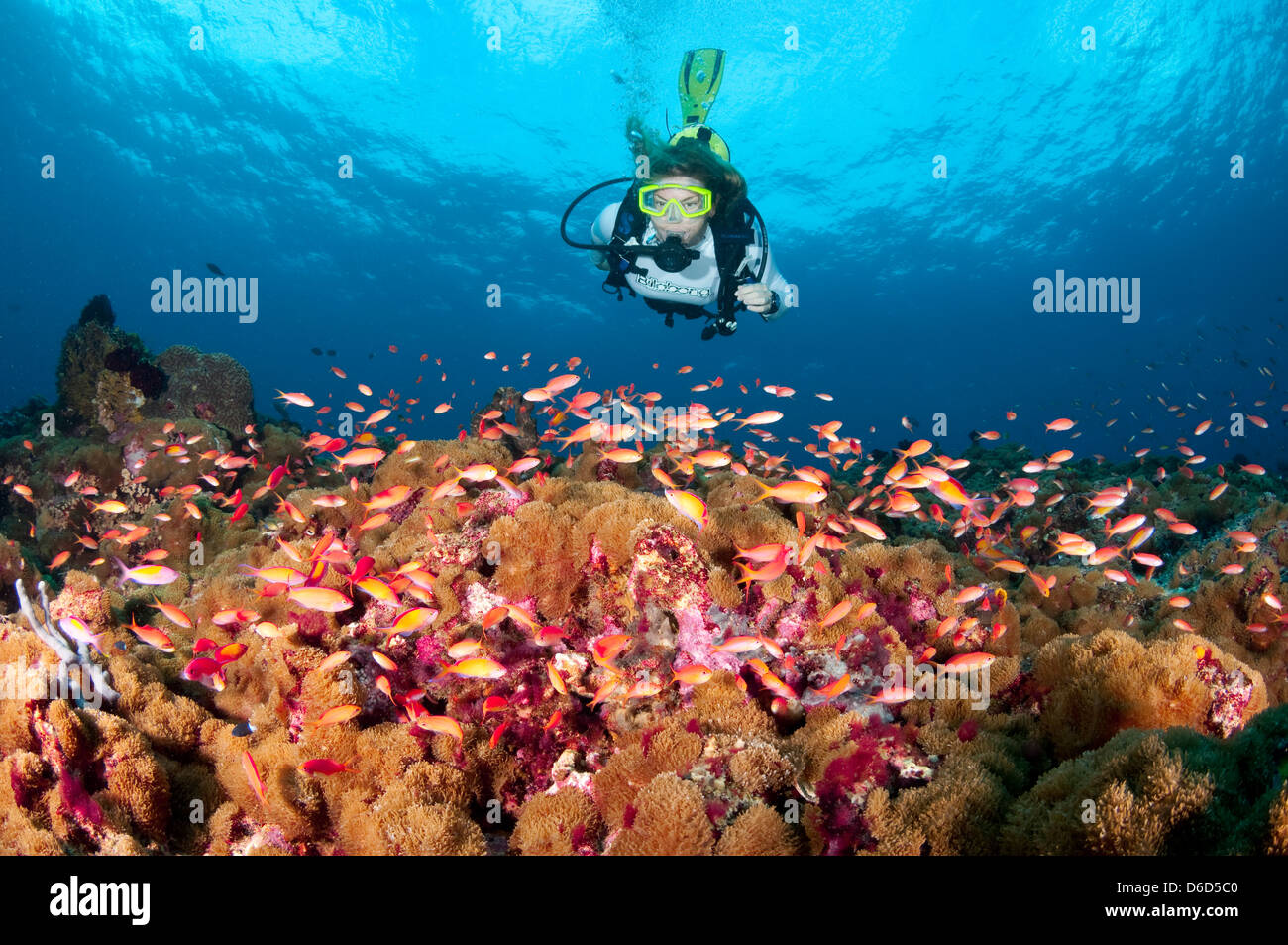 Scuba Diver explores a reef with hundreds of anthias fish Stock Photo