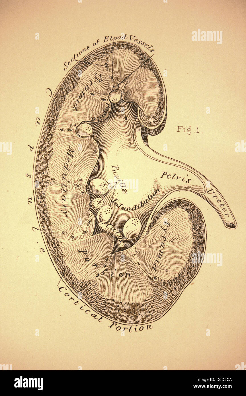 An antique illustration of the left kidney. Stock Photo