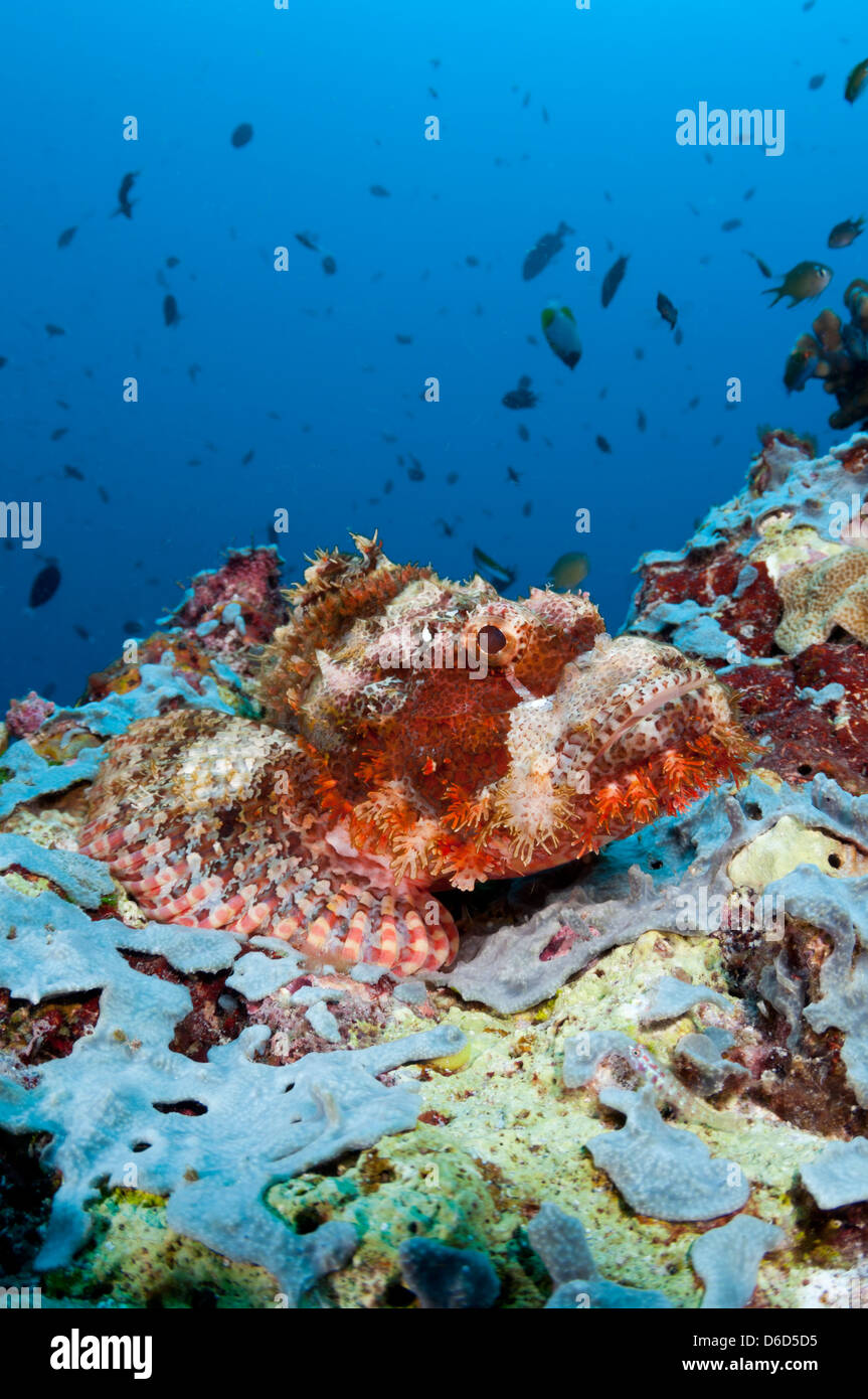 A Papuan scorpionfish lies in wait on a reef. Stock Photo
