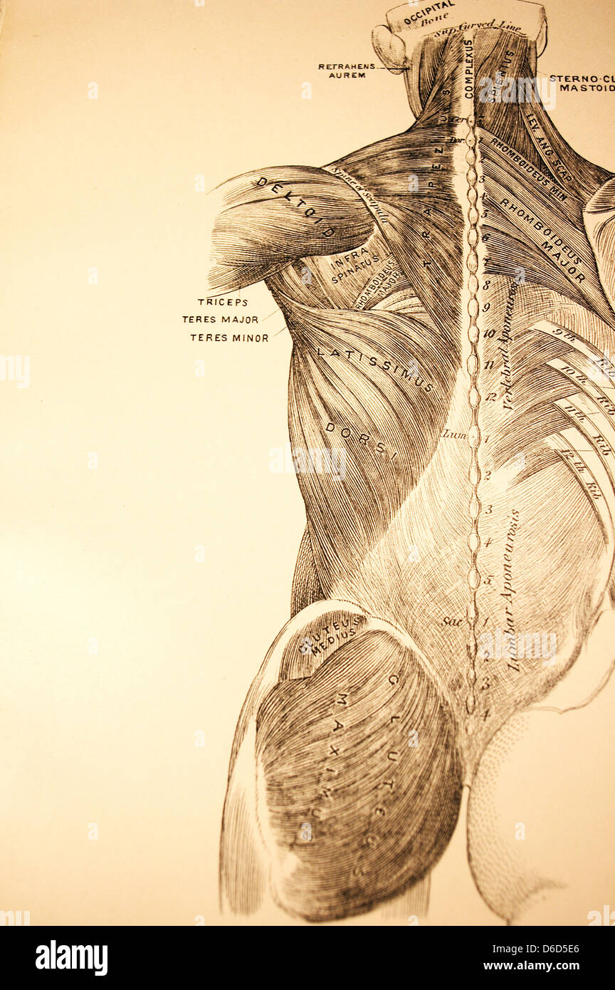 An antique medical illustration of the muscles in the back and buttocks. Stock Photo
